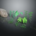 Various Green Plants With Different Leaf Shapes And Varying Heights Near Large Rock