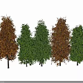 Arbor Trees with Green and Brown Foliage in Seasonal Arrangement