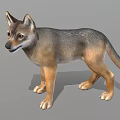 Realistic 3D Model Of Gray And Brown Wolf Standing In Neutral Gray Background
