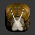 Detailed View of Snail with Brown Yellow Shell Striped Body on Dark Background with Reflection