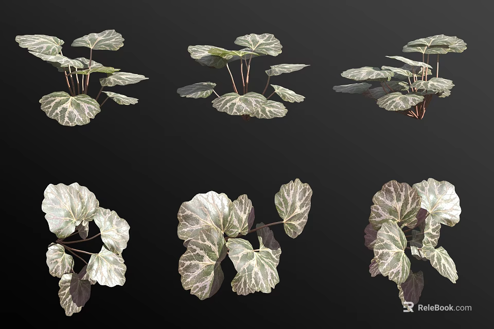 Stunning Variegated Plant Leaves in Various Poses for Home Garden Decor 3d model 