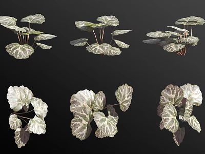 Stunning Variegated Plant Leaves in Various Poses for Home Garden Decor 3d model