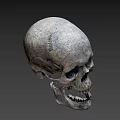 Detailed Human Skull With Textured Surface And Anatomical Features