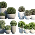 Various Bonsai Plants in Decorative Ceramic Pots for Indoor Home Decor