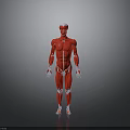 Human Organ Muscular System Anatomical Model Red Body Structure 3D Rendering