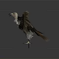 Vulture with Spread Wings Standing on White Base Against Gray Background 3d model