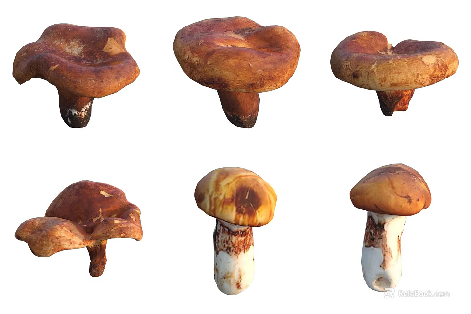 Natural Organic Mushrooms In Various Shapes With Brown Orange Caps And Stems 3d model 