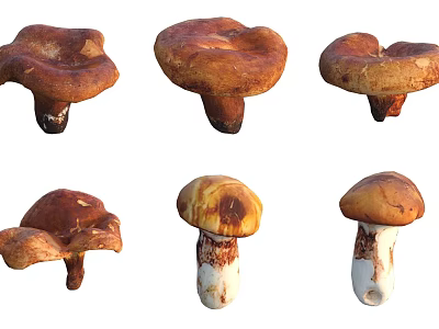 Natural Organic Mushrooms In Various Shapes With Brown Orange Caps And Stems 3d model