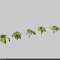 Five Green Shrubs With Lush Foliage Displayed On Simple Gray Background 3d model