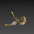 Detailed Light Brown Animal Jawbone Skeletal Specimen on Gray Background