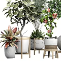 Bonsai and Potted Plants with Various Green Flowering Varieties in Ceramic Wooden Striped Pots