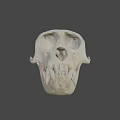 Detailed White Primate Skull Display On Dark Background With Visible Teeth 3d model