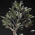 Eco Friendly Washing Daily Supplies Including Brown Bottles Olive Tree And Small Brush
