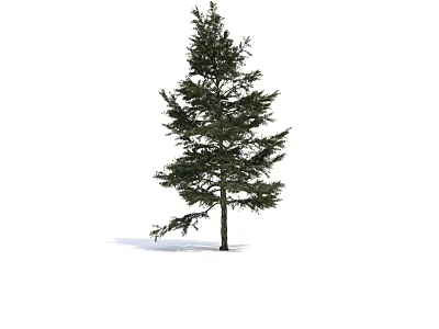 Tall Pine Tree With Green Needles And Brown Trunk Isolated On White 3d model