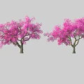 Two Beautiful Trees With Lush Vibrant Pink Blooming Flowers In Garden