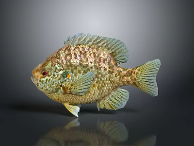 Colorful Fish With Shiny Scales Green Gold Brown 3D Rendered On Dark Background 3d model