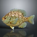Colorful Fish With Shiny Scales Green Gold Brown 3D Rendered On Dark Background