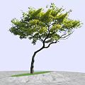 Lush Green Tree With Curved Trunk Standing Against Clear Blue Sky