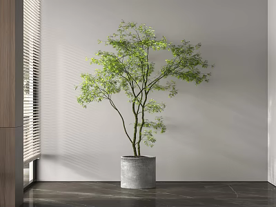 Bonsai Plant in Gray Concrete Pot Against White Wall With Window Blinds 3d model