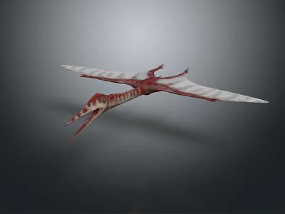 Red and White Flying Pterosaur Model with Extended Wings on Grey Background 3d model