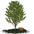 Fruit Tree With Yellow Fruits On Branches And Basket Under Green Grass