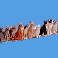 Group of Different Cat Breeds Sitting Together on Blue Background