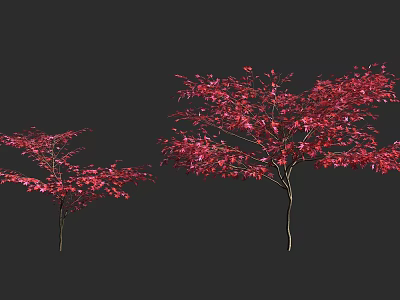 Two Ornamental Arbor Trees With Vibrant Red Leaves On Dark Background 3d model