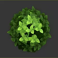 Vibrant Green Leafy Round Shaped Plant With Lush Foliage And Round Structure On Dark Background