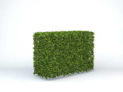 Lush Green Rectangular Hedge With Dense Fresh Leaves On White Background 3d model