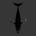 Whale Model In Swimming Pose With White Fin Tips On Dark Background 3d model