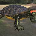 Red Eared Slider Turtle In Natural Outdoor Setting 3d model