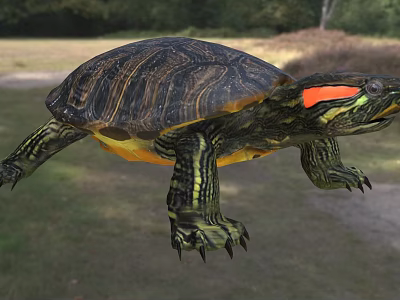 Red Eared Slider Turtle In Natural Outdoor Setting 3d model Red Eared Slider Turtle In Natural Outdoor Setting 3d model