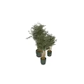 Elegant Bonsai Bamboo Potted Plants With Various Sizes For Indoor Decor