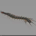 Giant Centipede With Black And Yellow Striped Body Red Head On Dark Shiny Surface