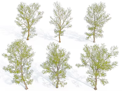 Various Arbor Trees With Green Leafy Foliage And Different Growth Forms 3d model