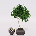 Bonsai Tree With Lush Green Leaves In Dark Square Pot And Small Potted Pink Flowers