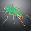 Green Beetle With Yellow Spots Long Antennae And Legs On Dark Background