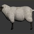 Fluffy White Sheep With Black Head And Legs Standing Against Gray Background