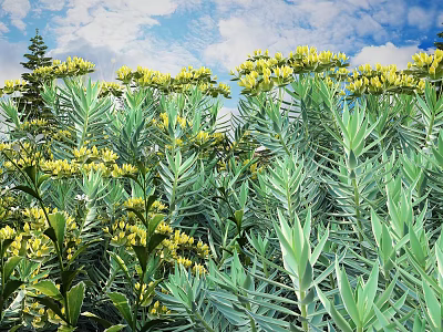 Lush Bush with Yellow Flowers and Green Leaves Under Blue Sky White Clouds and Trees 3d model