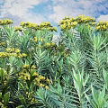 Lush Bush with Yellow Flowers and Green Leaves Under Blue Sky White Clouds and Trees