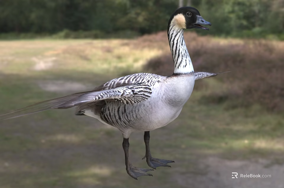 Waterfowl Goose With Black And White Striped Feathers Spreading Wings On Grassland And Trees 3d model 