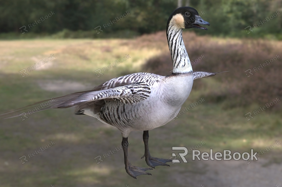 Hawaii goose yellow neck black goose yellow frontal yellow goose biological animal model