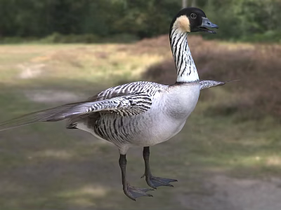 Waterfowl Goose With Black And White Striped Feathers Spreading Wings On Grassland And Trees 3d model