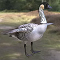 Waterfowl Goose With Black And White Striped Feathers Spreading Wings On Grassland And Trees
