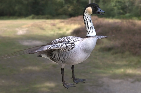 Hawaii goose yellow neck black goose yellow frontal yellow goose biological animal 3d model