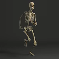 Multiple Human Skeletons Running In Dynamic Motion Sequence 3D Rendering 3d model
