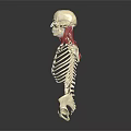 Clear Human Skeleton Model Displaying Bone Organ Anatomical Structure Details 3d model