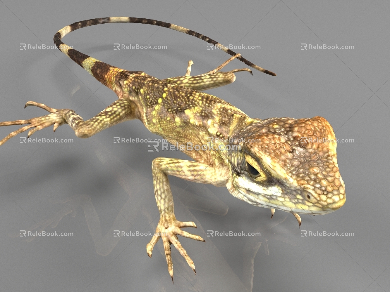 Gecko Lizard 3d model