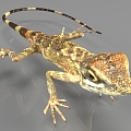 Gecko Lizard 3d model