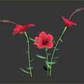 Pink Hibiscus Flowers With Green Stems And Leaves Against Dark Background With Reflections